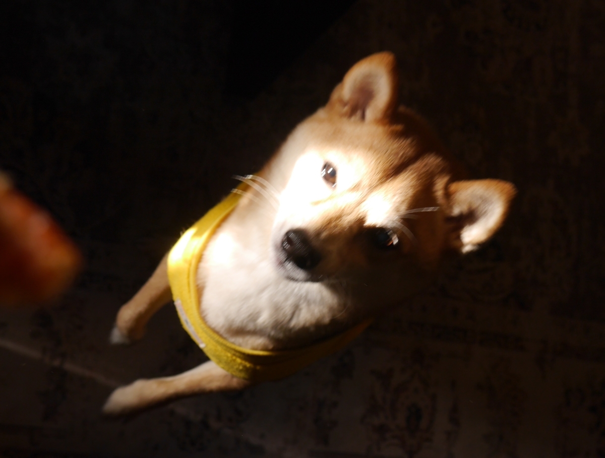 f:id:hanatara:20220206085456j:plain
