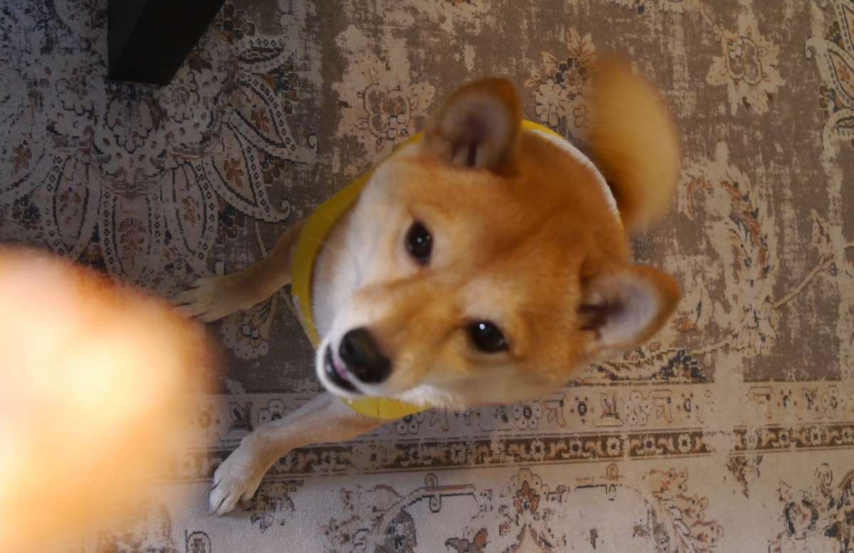 f:id:hanatara:20220206085524j:plain