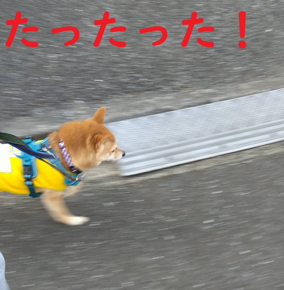 f:id:hanatara:20220206091701j:plain