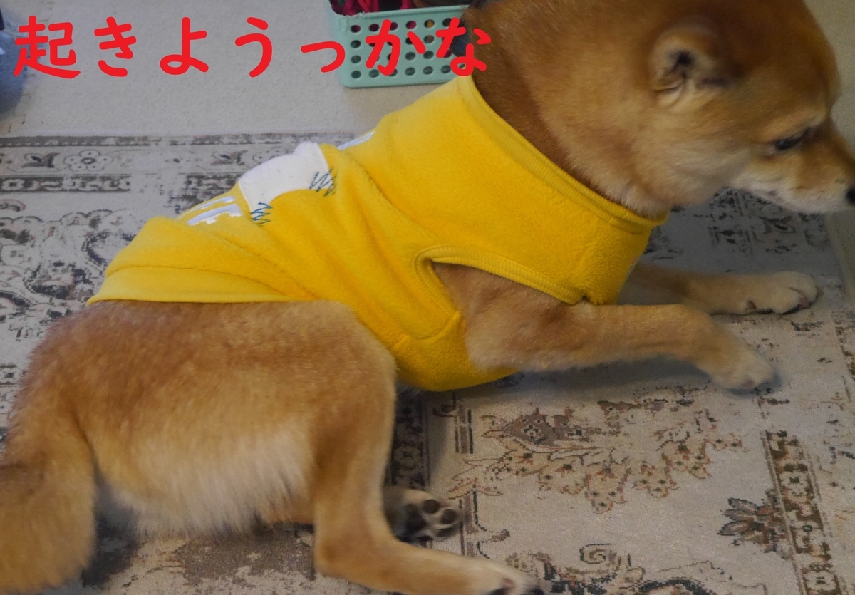 f:id:hanatara:20220206095142j:plain