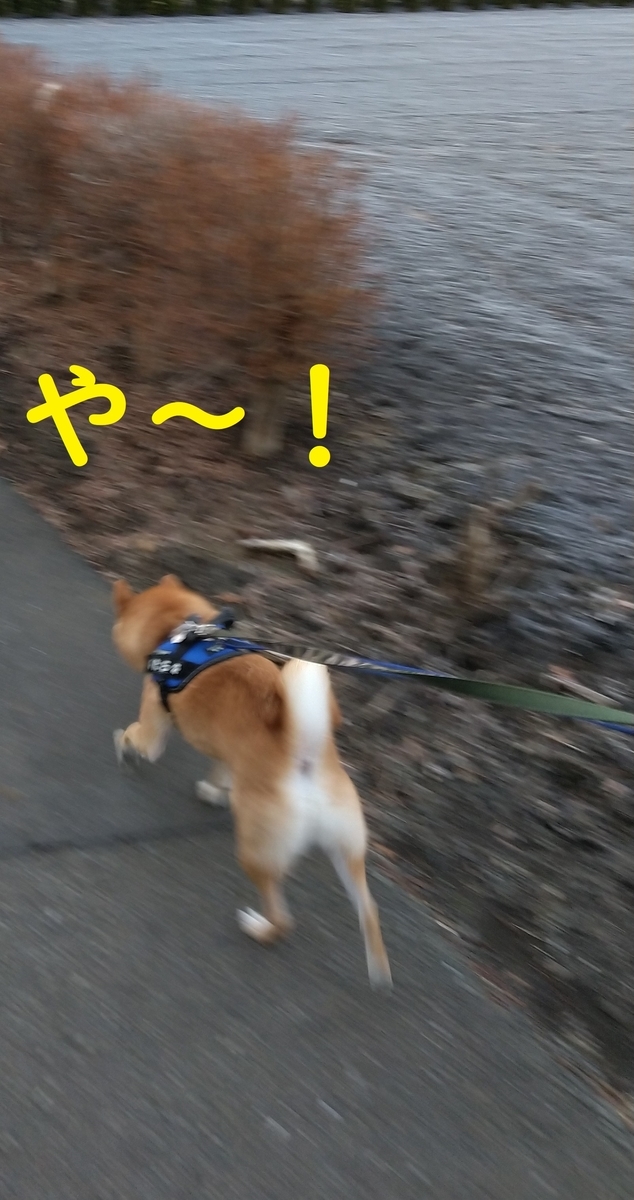 f:id:hanatara:20220213100808j:plain