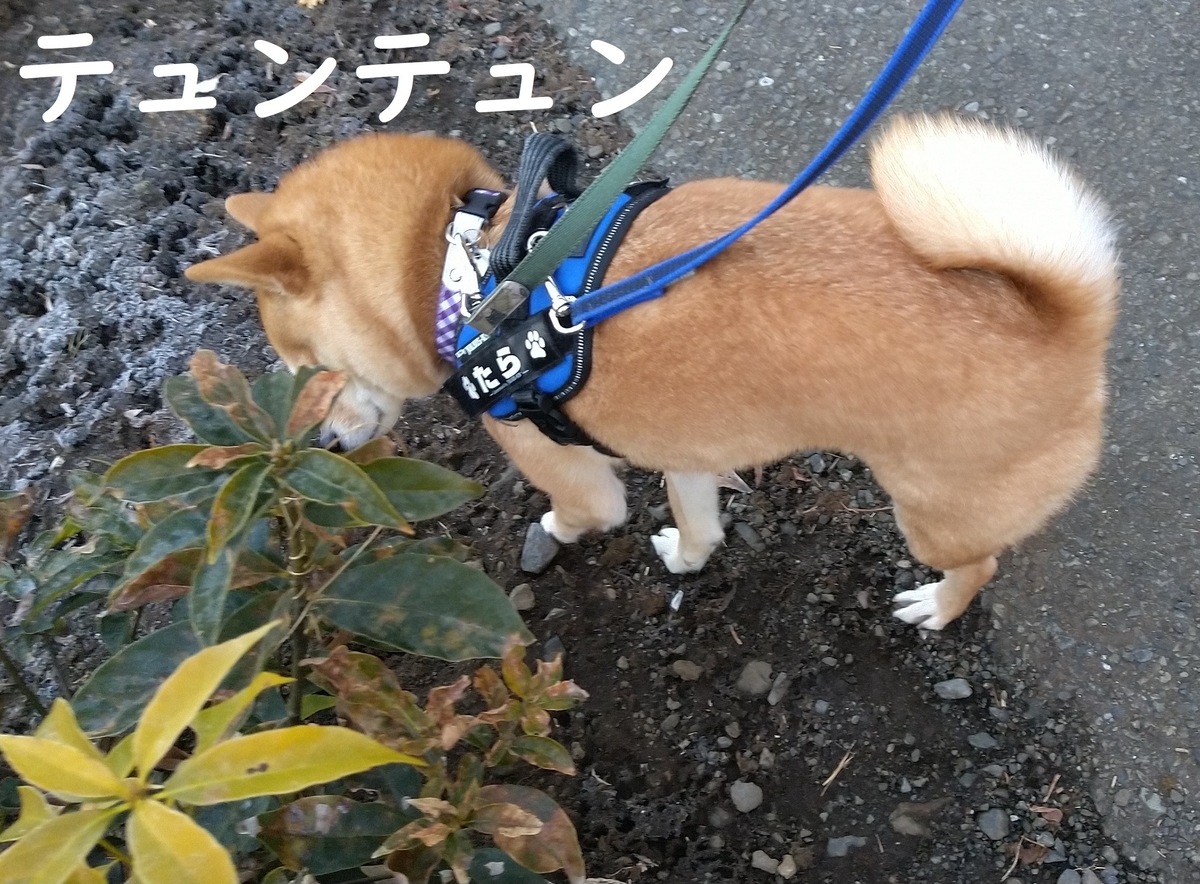 f:id:hanatara:20220213101631j:plain