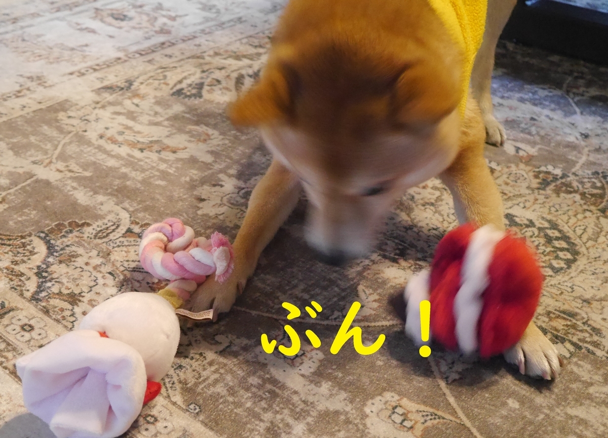 f:id:hanatara:20220213114054j:plain
