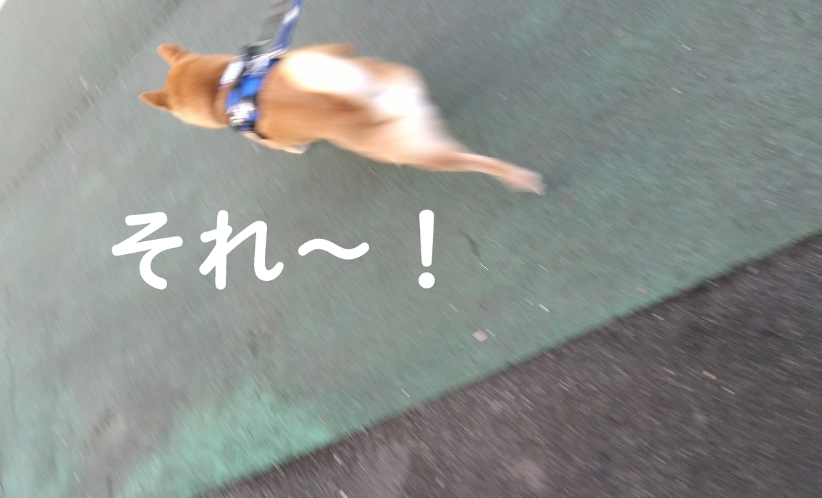 f:id:hanatara:20220215104008j:plain