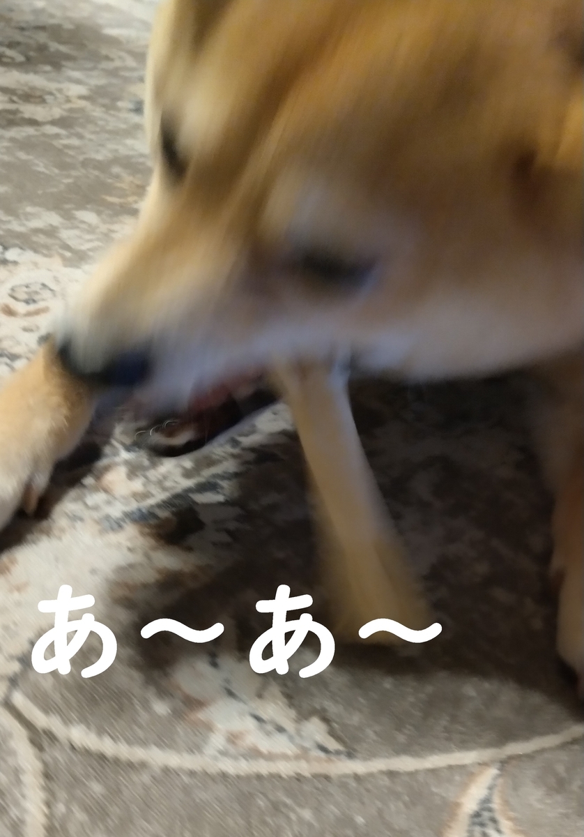 f:id:hanatara:20220220084415j:plain