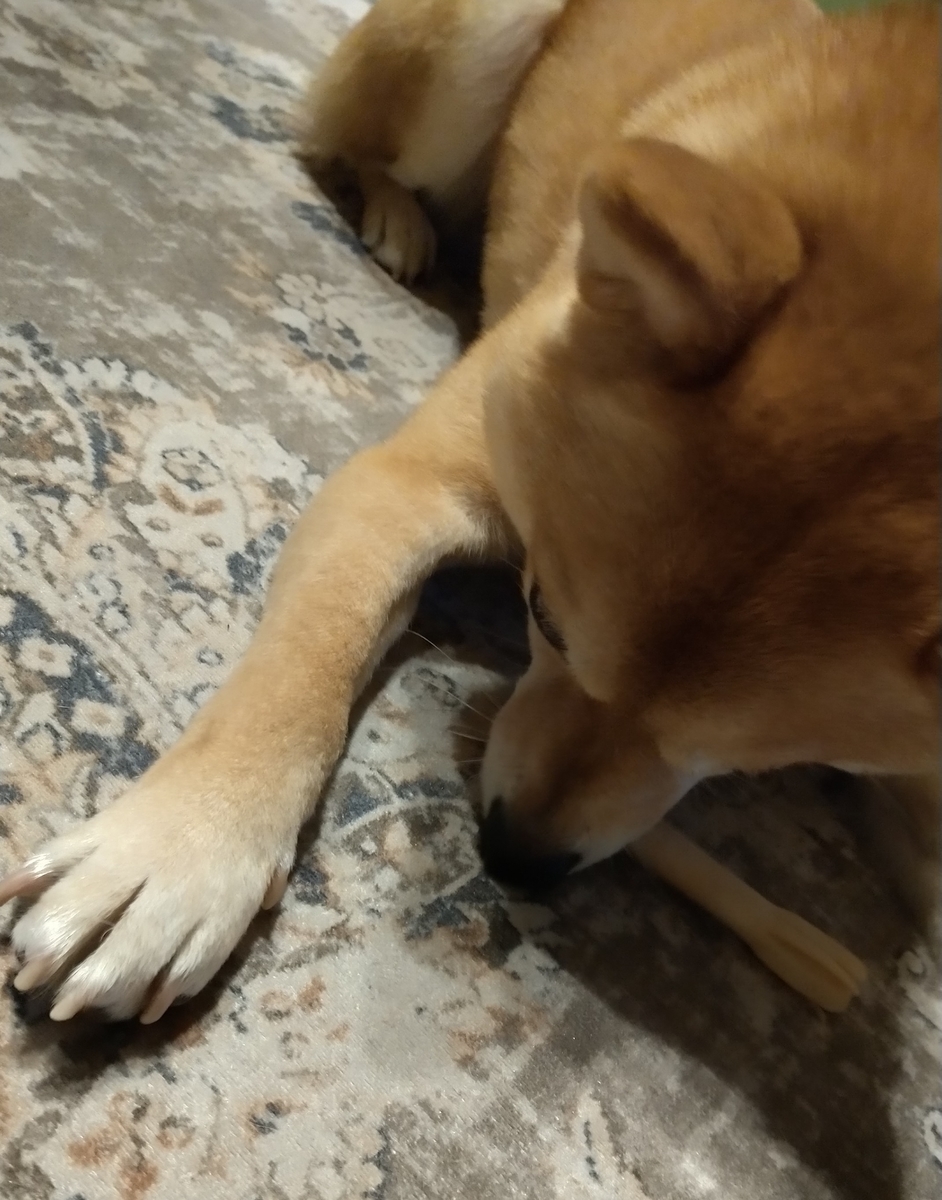 f:id:hanatara:20220220084855j:plain