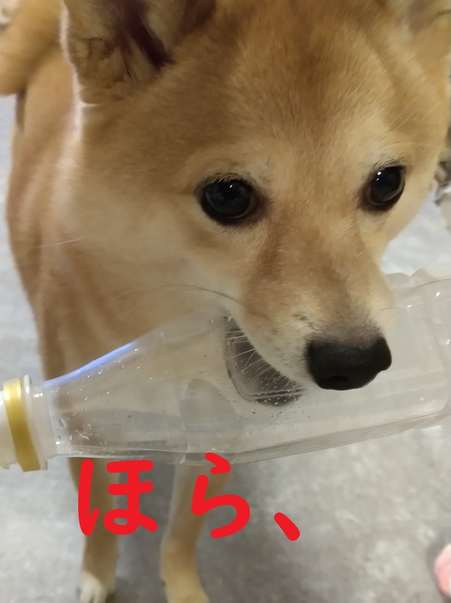 f:id:hanatara:20220220103828j:plain