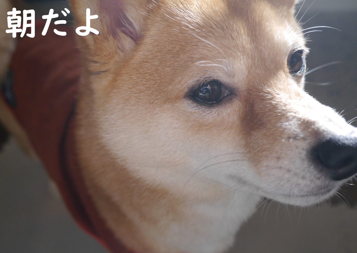 f:id:hanatara:20220226084639j:plain