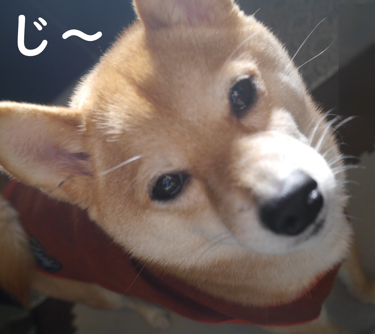 f:id:hanatara:20220226084949j:plain