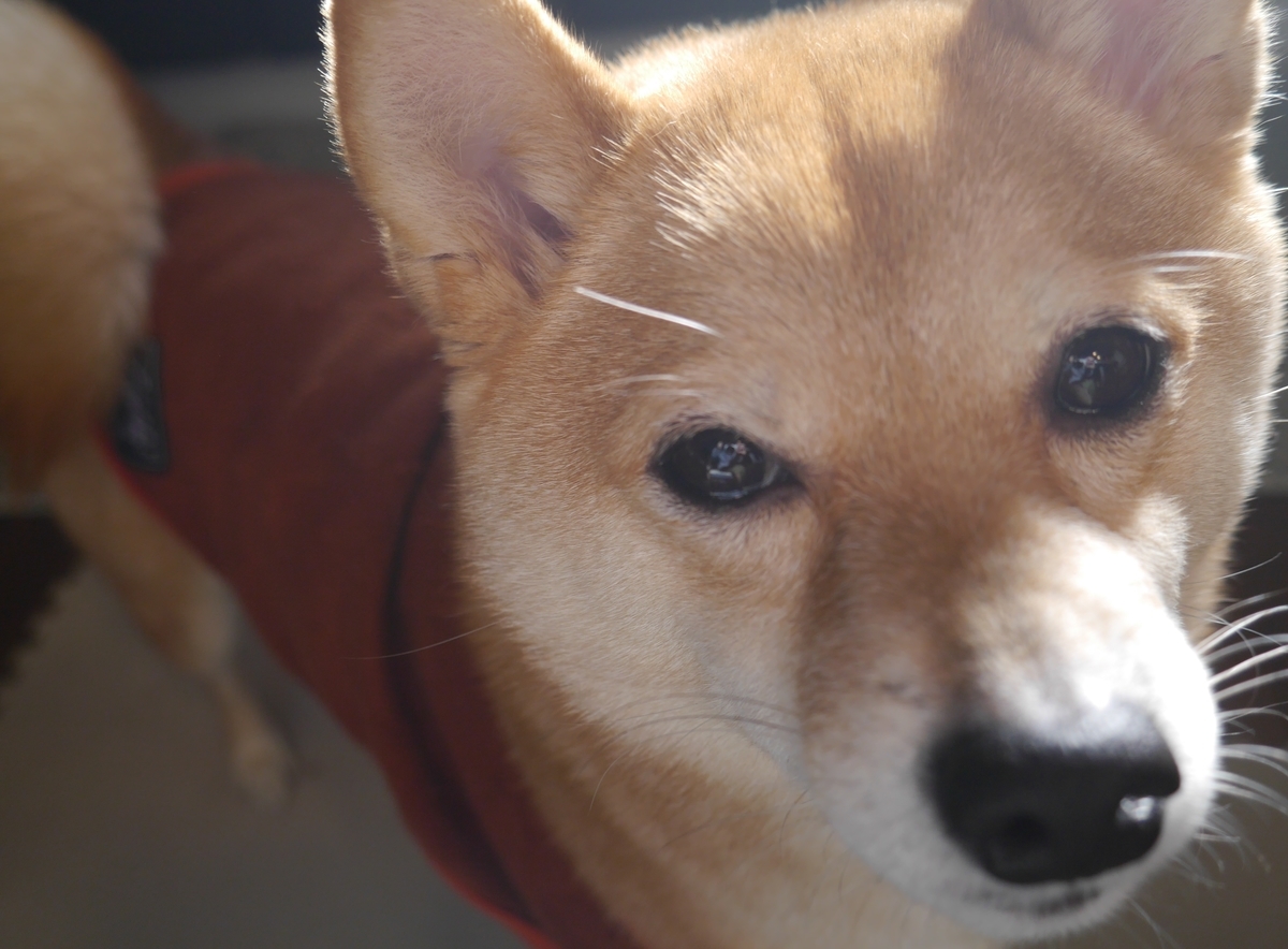 f:id:hanatara:20220226085049j:plain