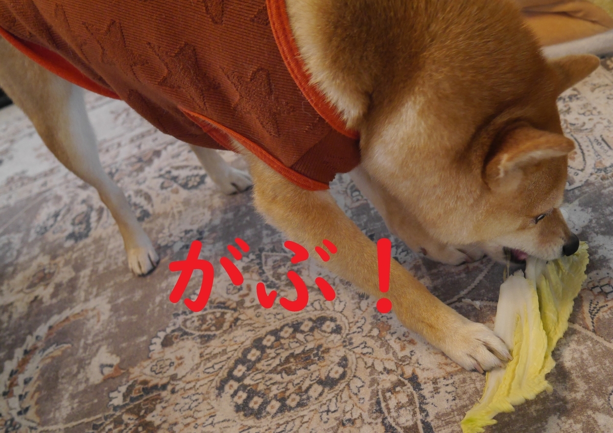 f:id:hanatara:20220226085329j:plain