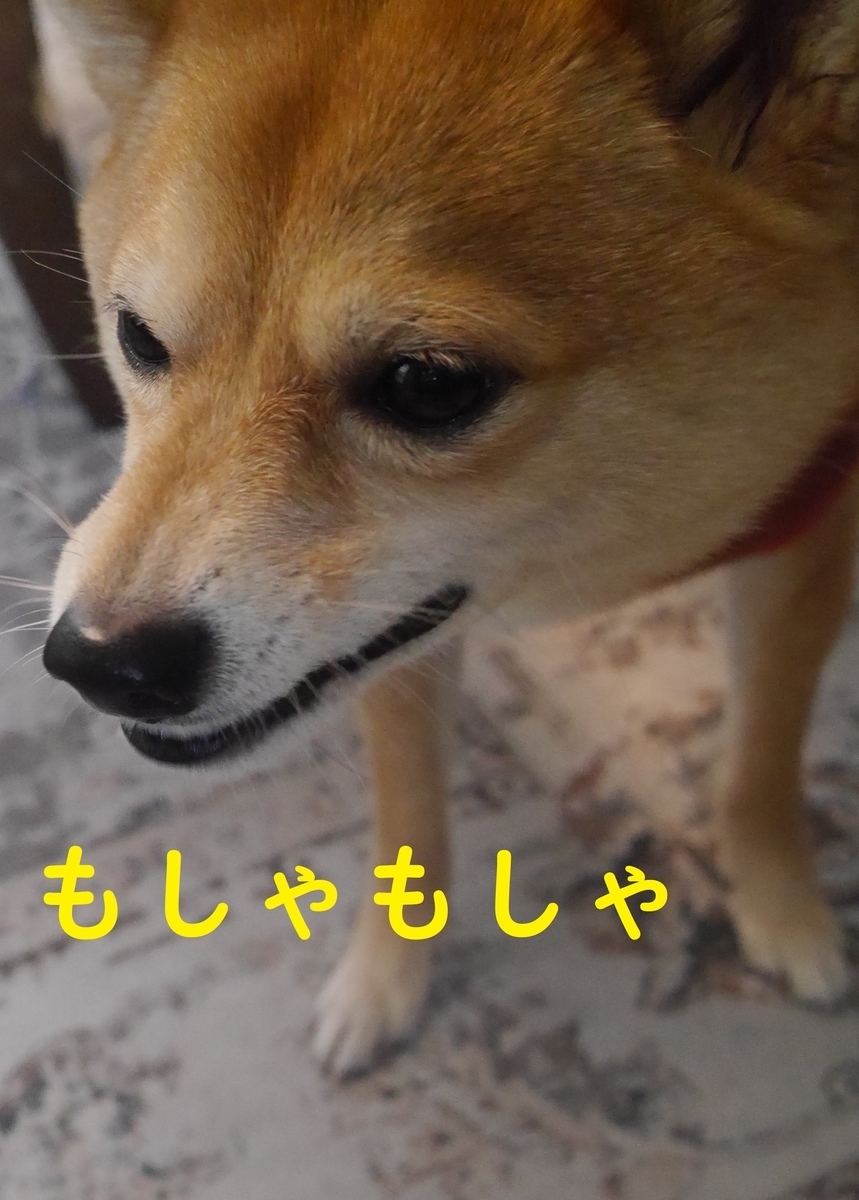 f:id:hanatara:20220226085435j:plain