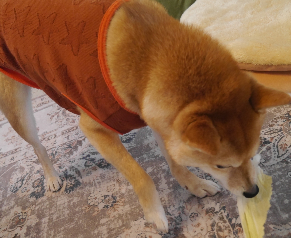 f:id:hanatara:20220226085523j:plain