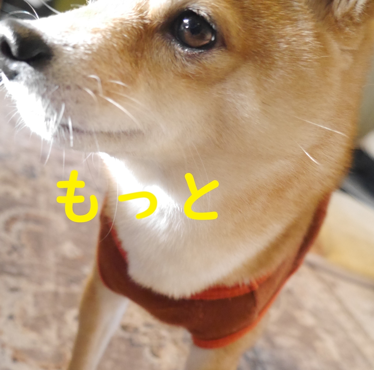 f:id:hanatara:20220226085748j:plain