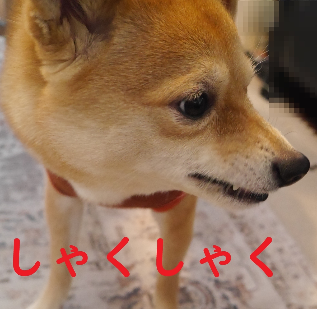f:id:hanatara:20220226090009j:plain