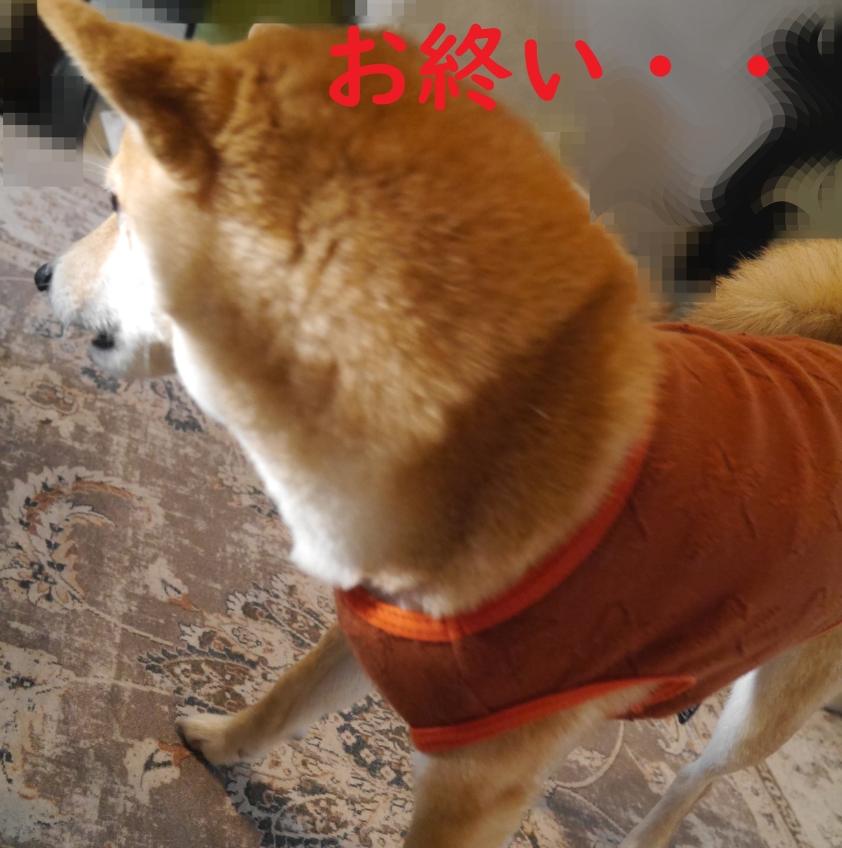 f:id:hanatara:20220226090502j:plain