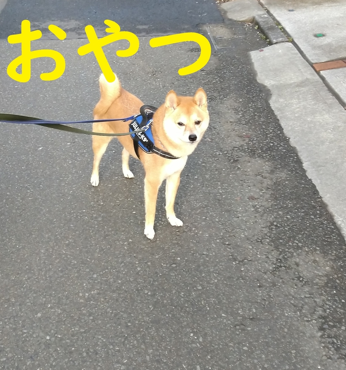 f:id:hanatara:20220321095823j:plain