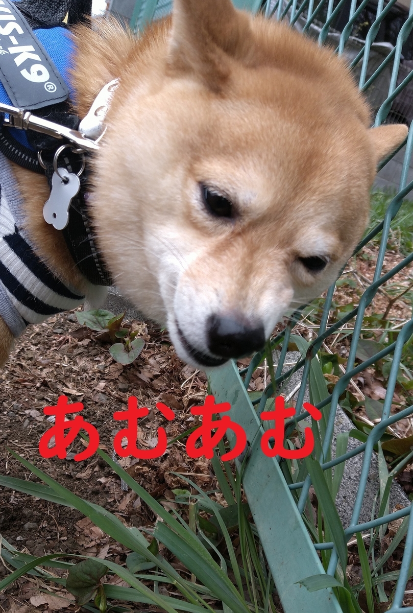 f:id:hanatara:20220330122536j:plain