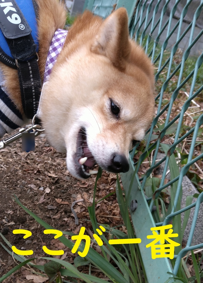 f:id:hanatara:20220330122815j:plain