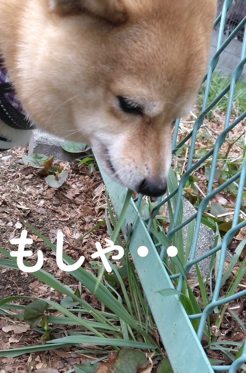 f:id:hanatara:20220330123356j:plain