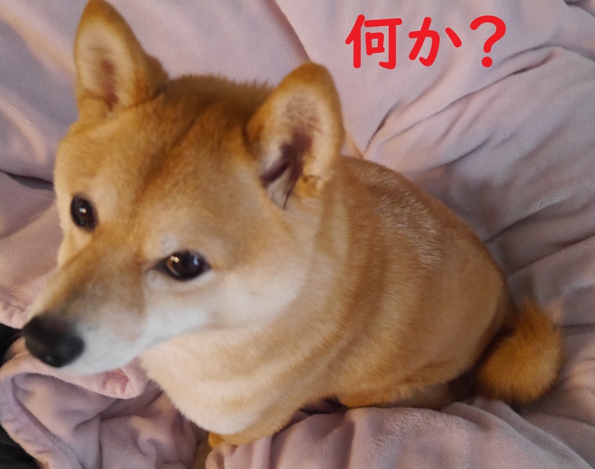 f:id:hanatara:20220408103452j:plain