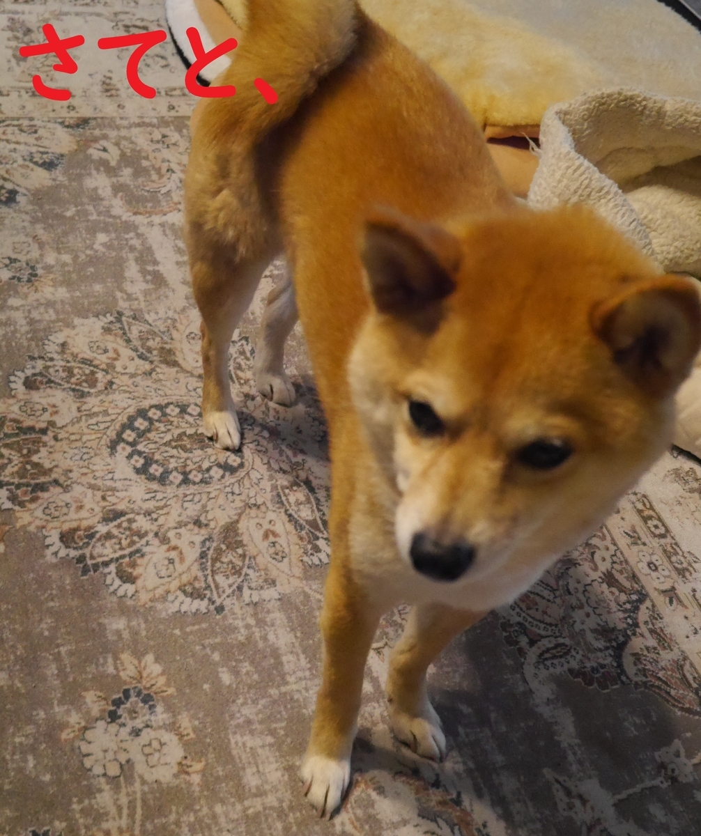 f:id:hanatara:20220408103720j:plain