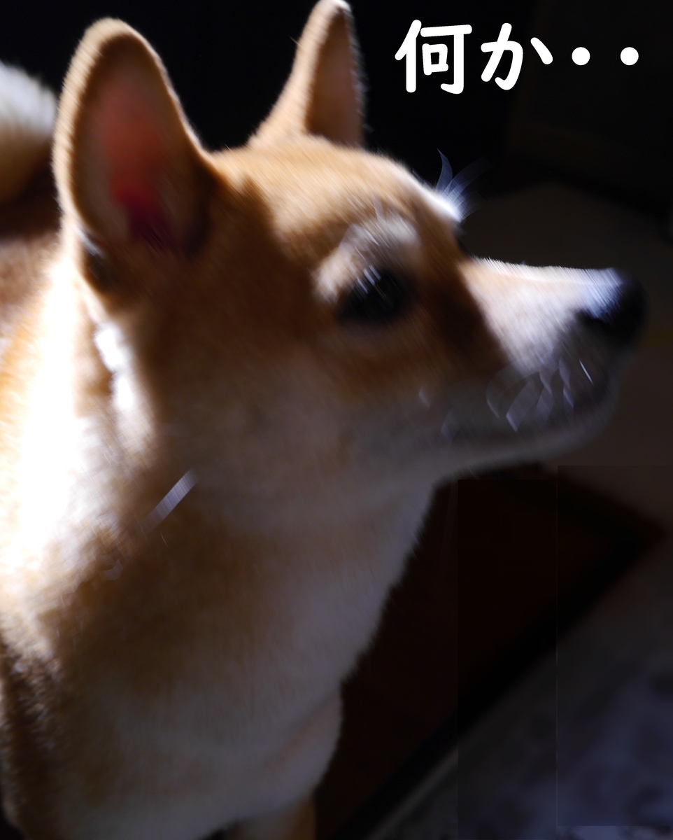 f:id:hanatara:20220408104036j:plain