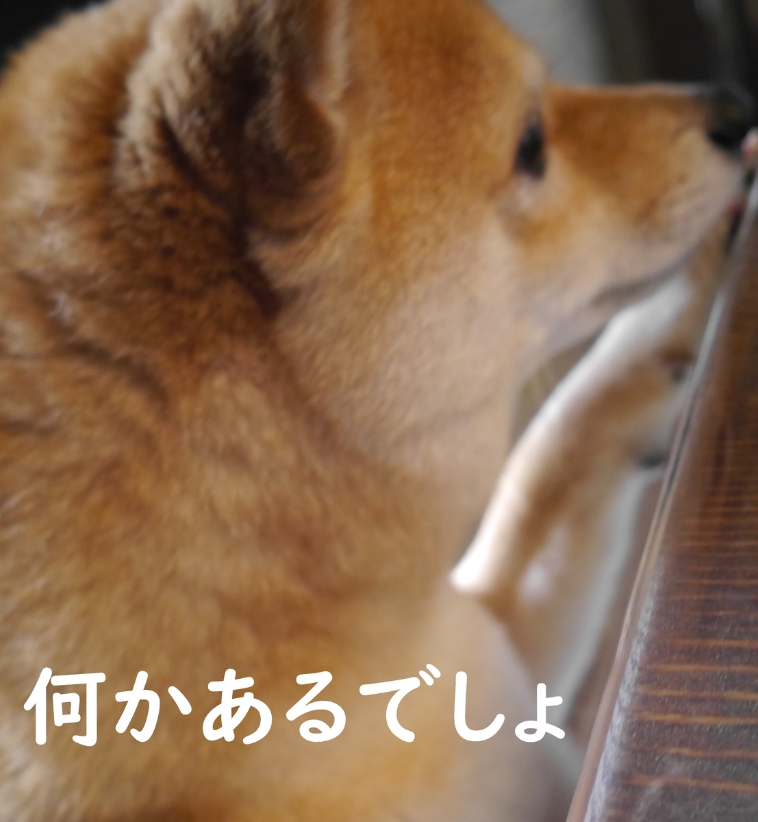 f:id:hanatara:20220408104122j:plain