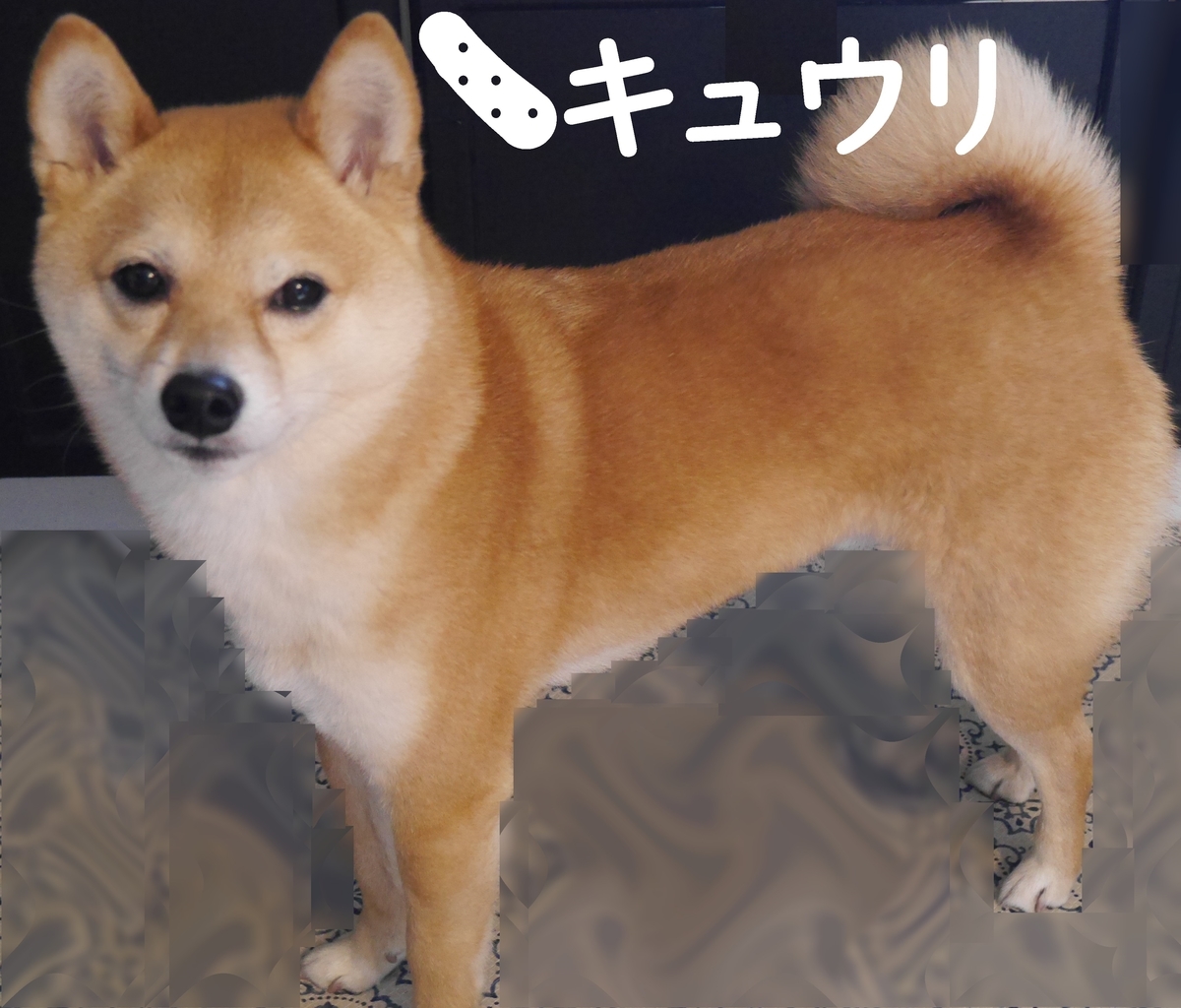 f:id:hanatara:20220408105033j:plain