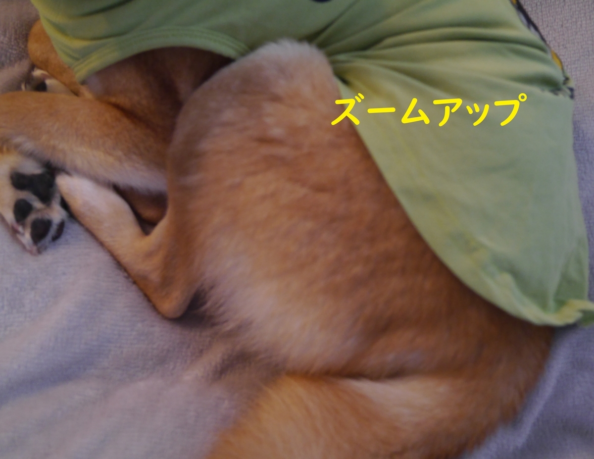 f:id:hanatara:20220415084809j:plain