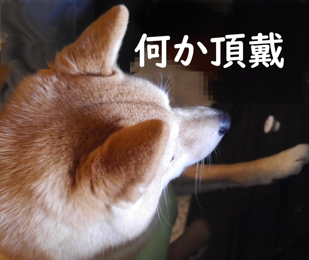 f:id:hanatara:20220415085545j:plain