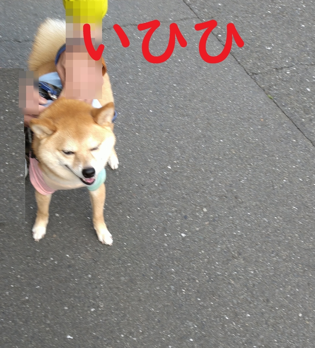 雨が降る前にお散歩 だよ 豆柴犬君たら たら たら と主の雑談も
