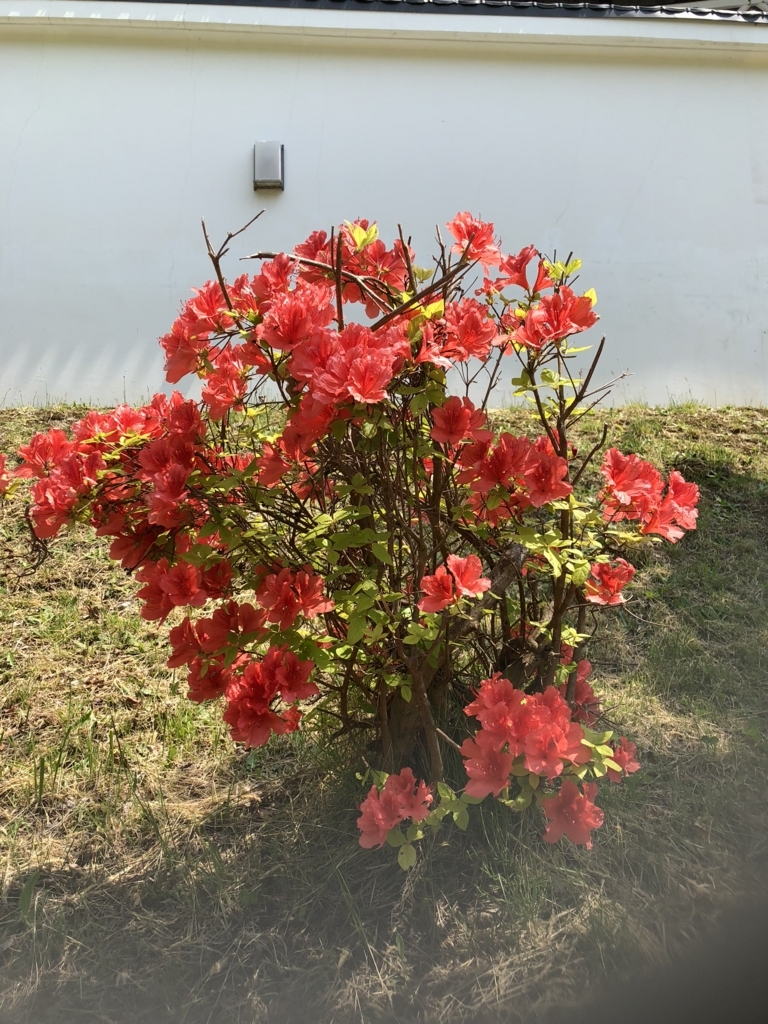 f:id:hanatarehanatan:20180619161504j:plain f:id:hanatarehanatan:20180619161504j:plain