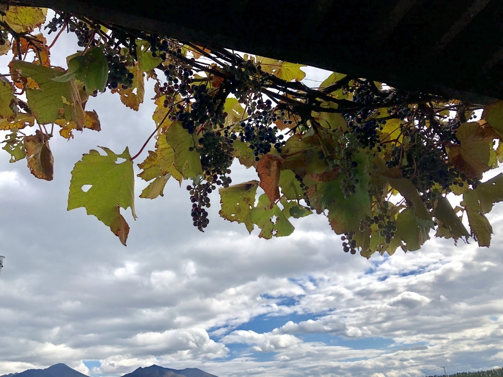 f:id:hanatarehanatan:20180926195437j:plain