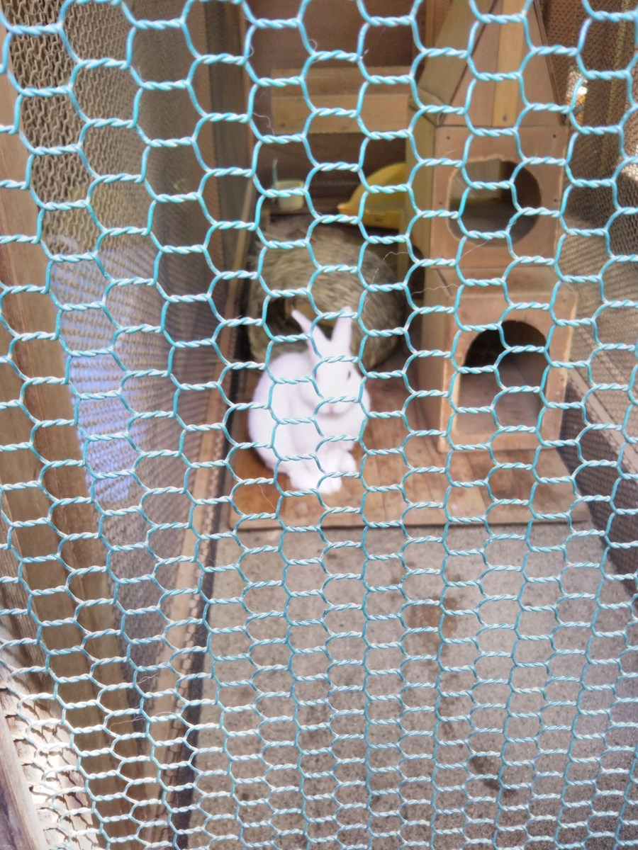 f:id:hanateba:20190611120352j:plain f:id:hanateba:20190611120352j:plain
