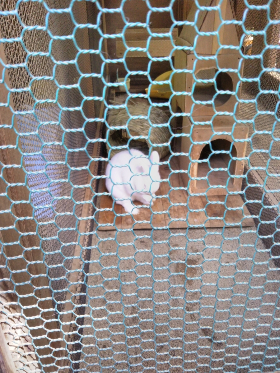 f:id:hanateba:20190611134558j:plain f:id:hanateba:20190611134558j:plain