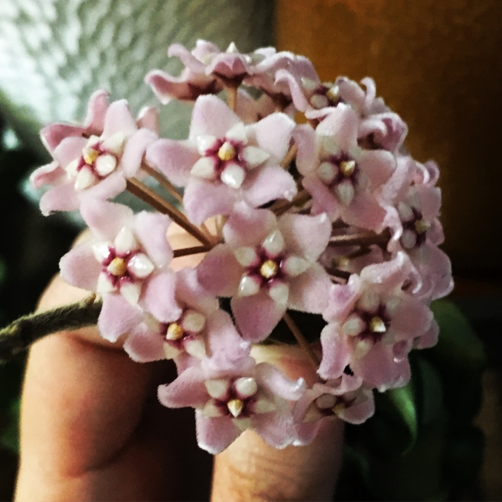 星型の可愛いお花 ホヤの花 Hanatohana 星型の可愛いお花 ホヤの花 Hanatohana