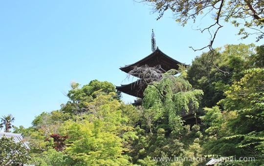 當麻寺中之坊から見る當麻寺東塔