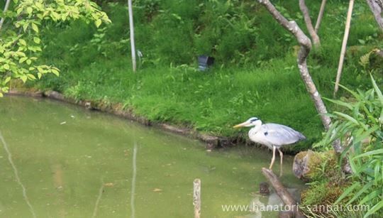 高台寺のアオサギ