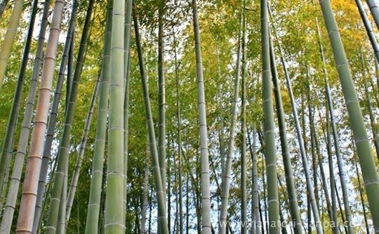 高台寺の竹林