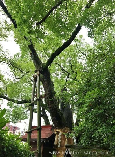 堀越神社の御神木