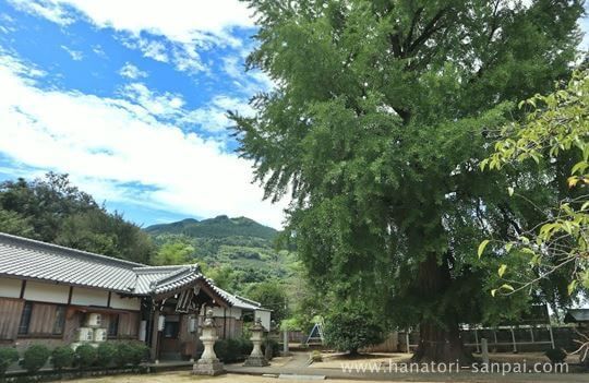 丹生酒殿神社の拝殿とイチョウ