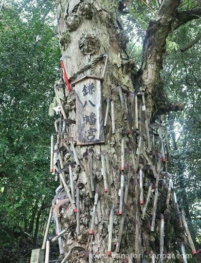 丹生酒殿神社の鎌八幡の御神木