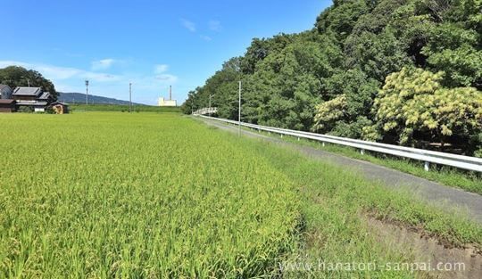 廣瀬大社境内沿いの景色