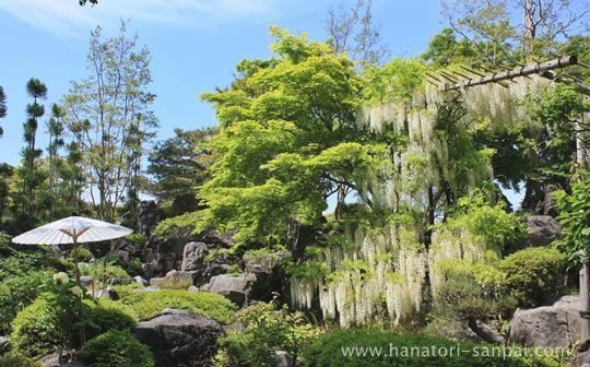 當麻寺奥院浄土庭園の藤棚