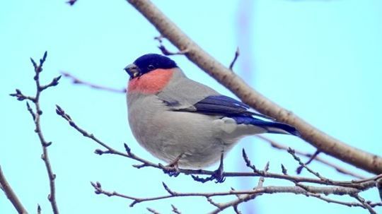 野鳥ウソ