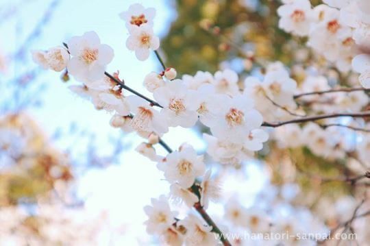 萩原天神の梅園に咲く花