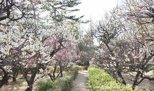 萩原天神の梅園