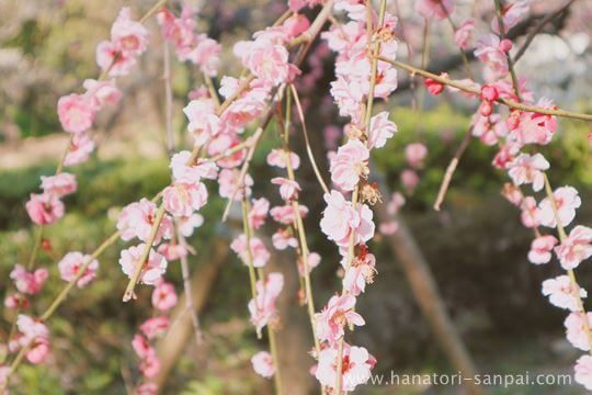 萩原天神のしだれ梅