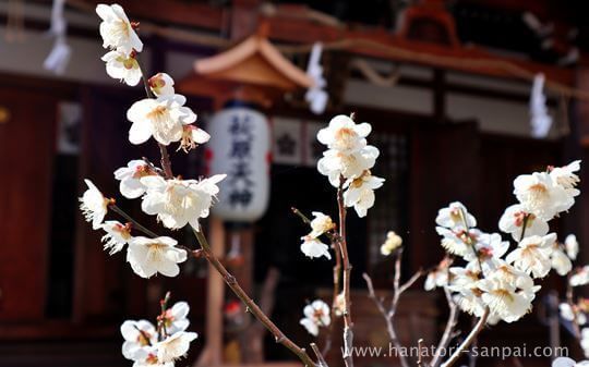 萩原天神の社殿前の梅の花